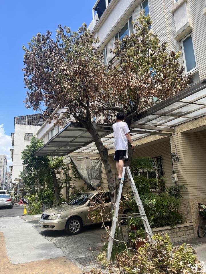 植物診療師案件圖片