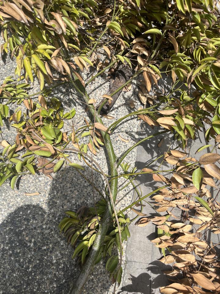 植物診療師案件圖片