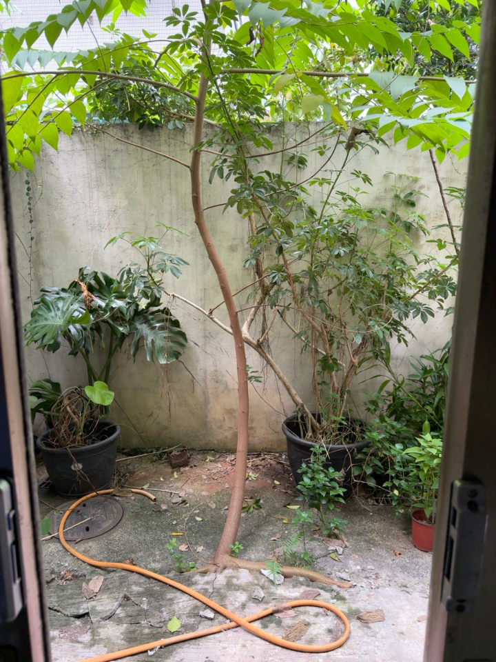 園藝維護案件圖片
