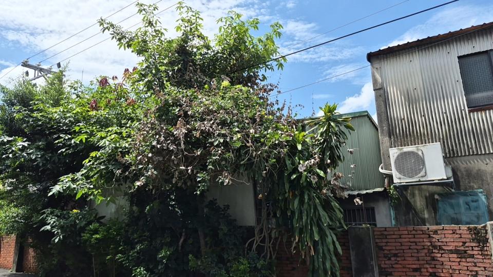 植物診療師案件圖片