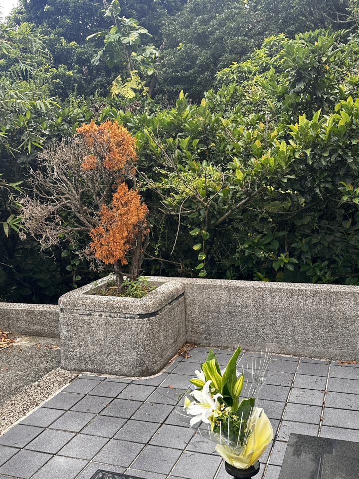 園藝維護案件圖片