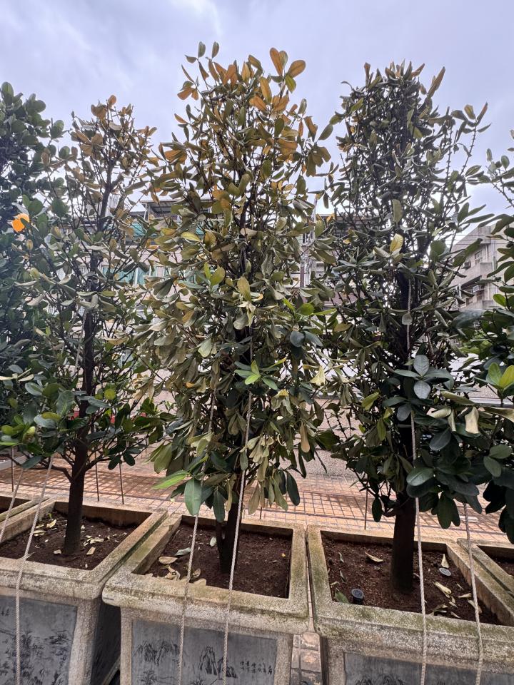 花園自動灑水系統案件圖片