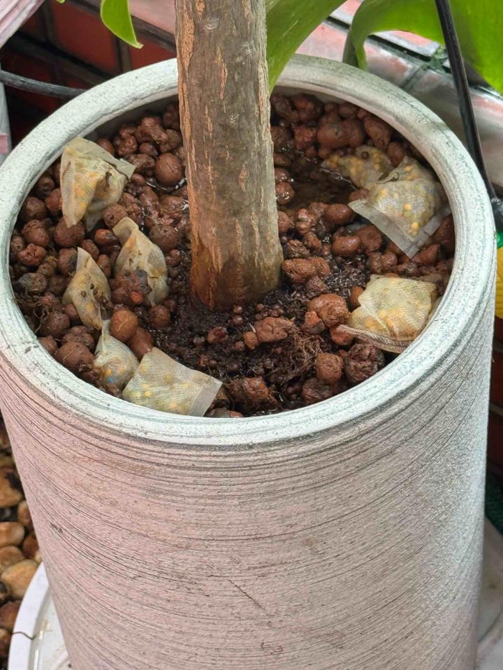 園藝維護案件圖片
