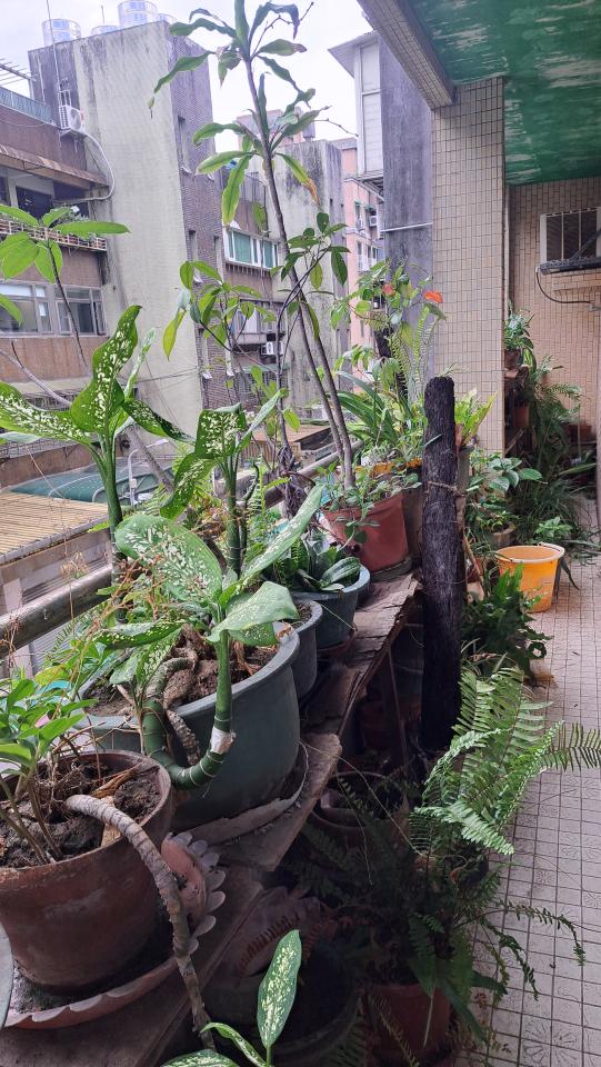 園藝維護案件圖片
