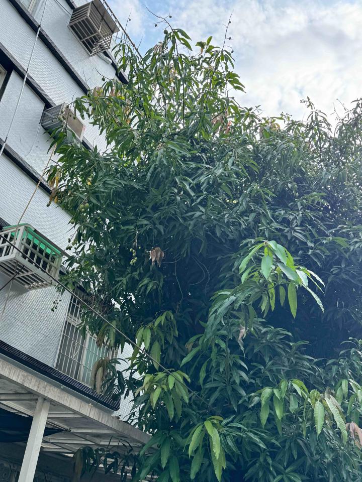 園藝維護案件圖片