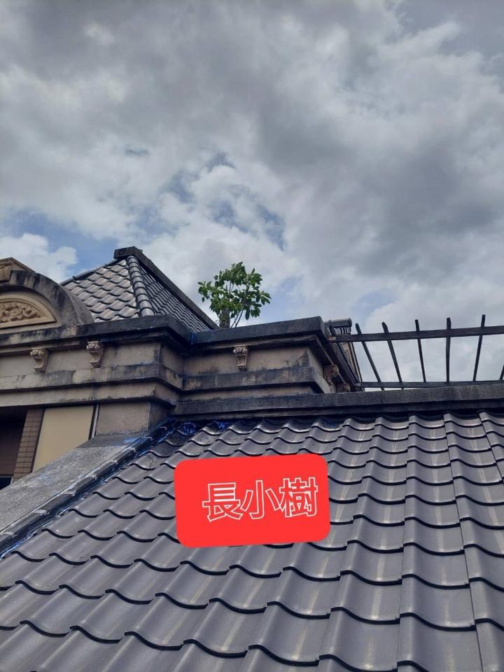 園藝維護案件圖片