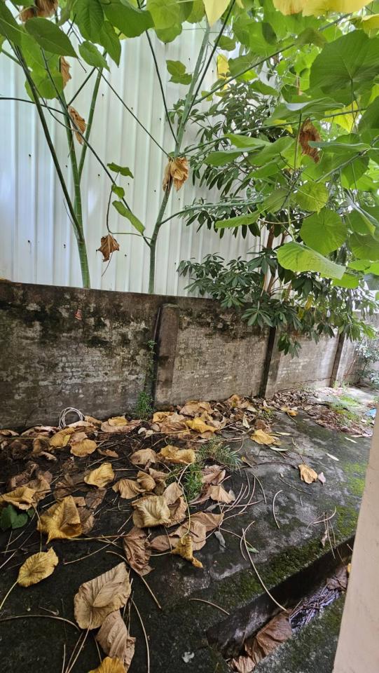 園藝維護案件圖片