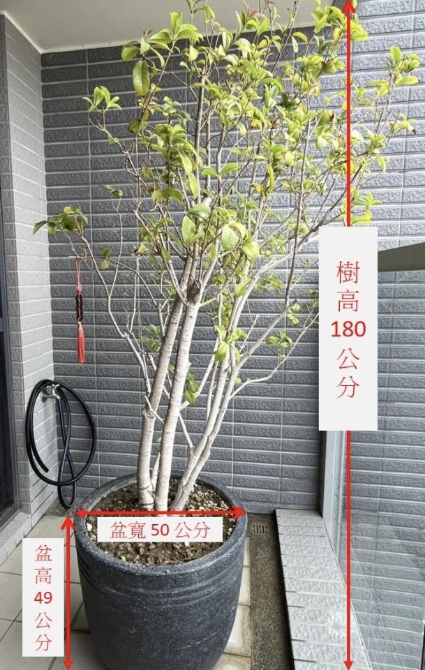 園藝維護案件圖片