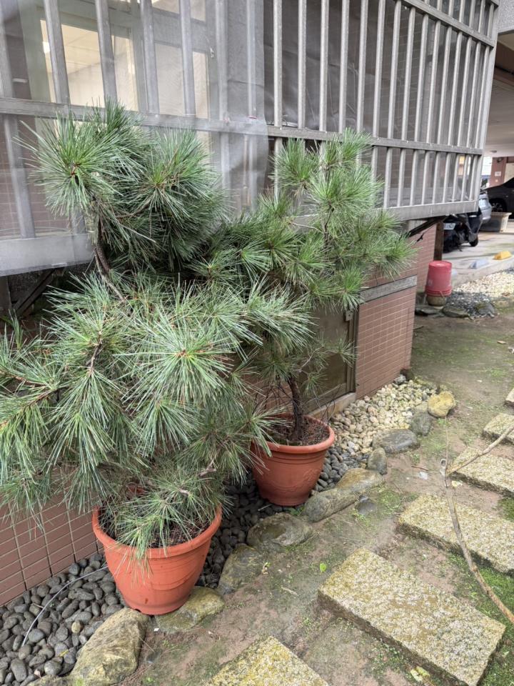 園藝維護案件圖片