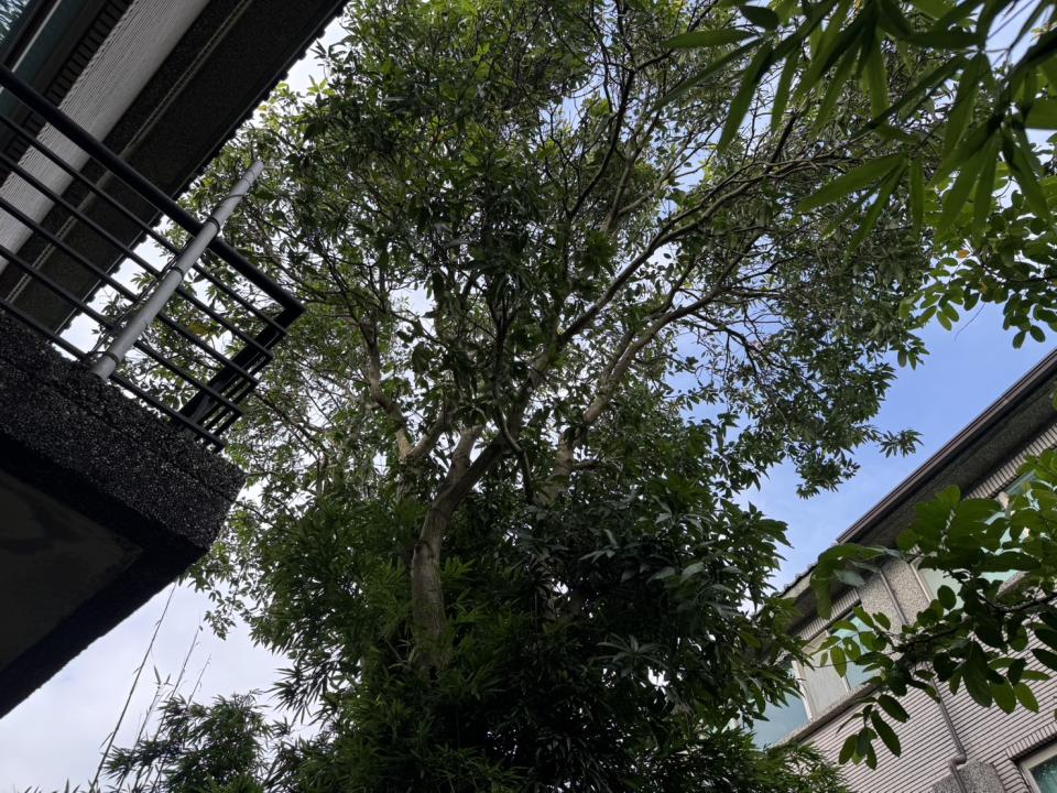 園藝維護案件圖片