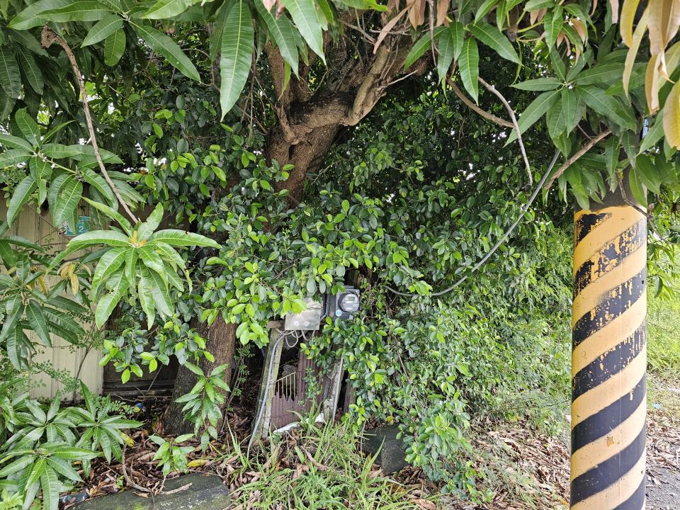 園藝維護案件圖片