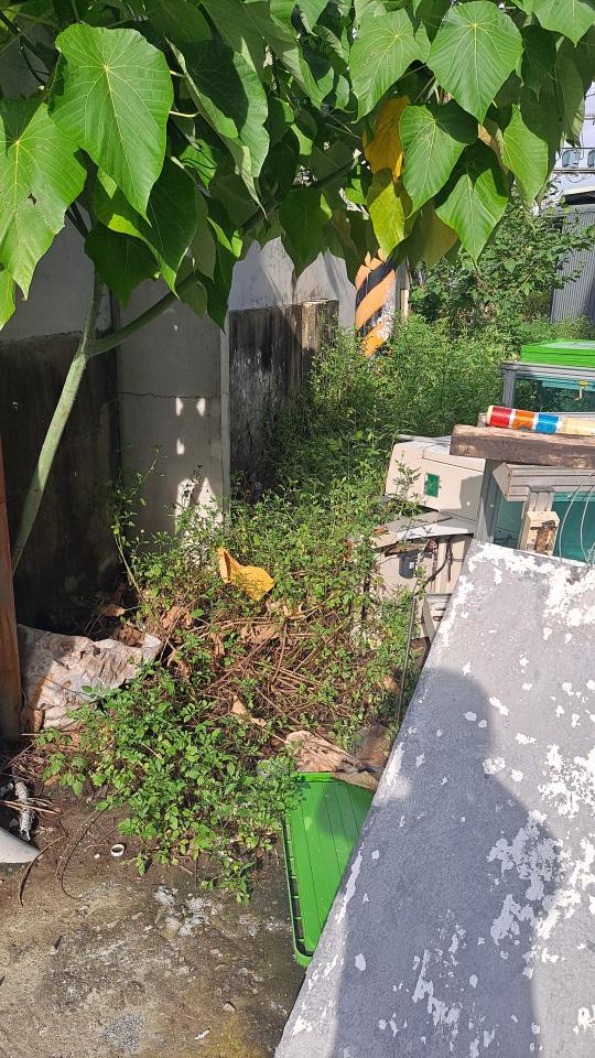 園藝維護案件圖片