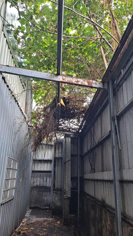 園藝維護案件圖片