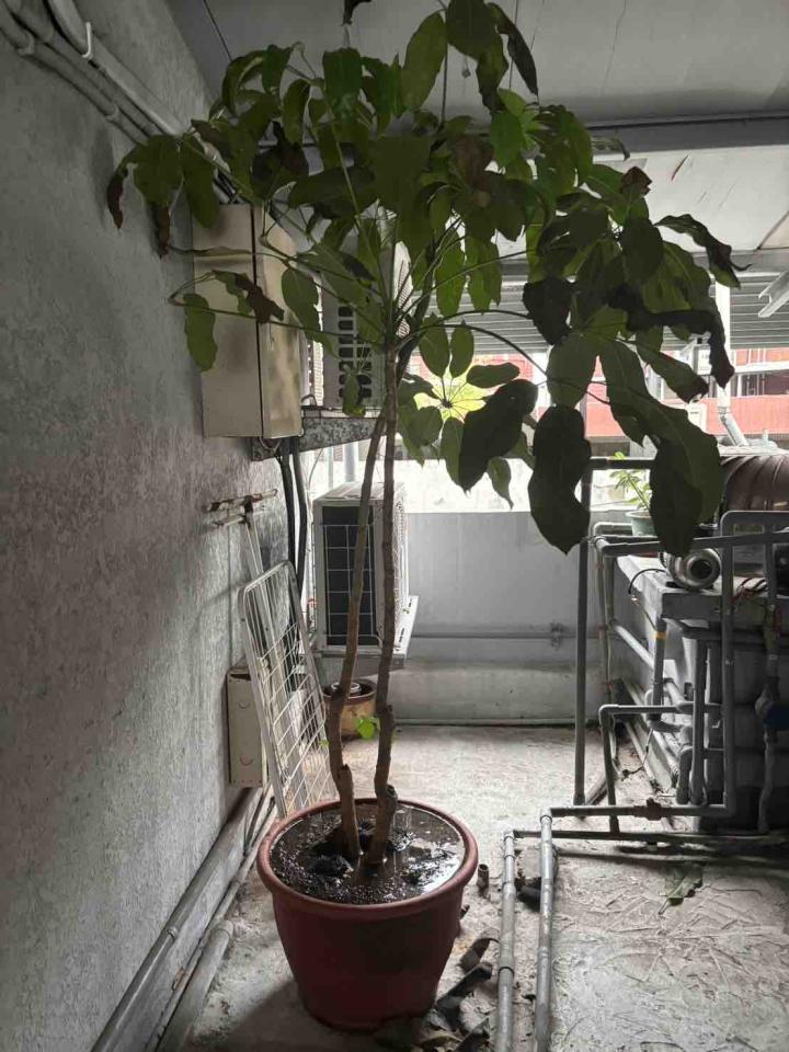 園藝設計案件圖片