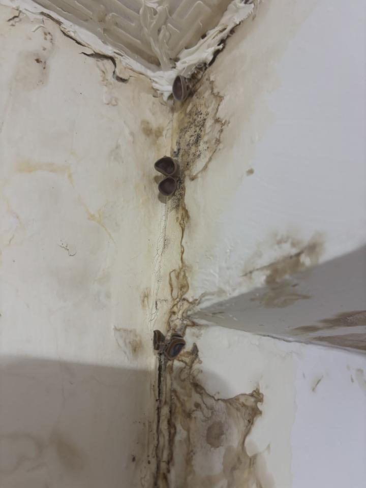 漏水鑑定案件圖片