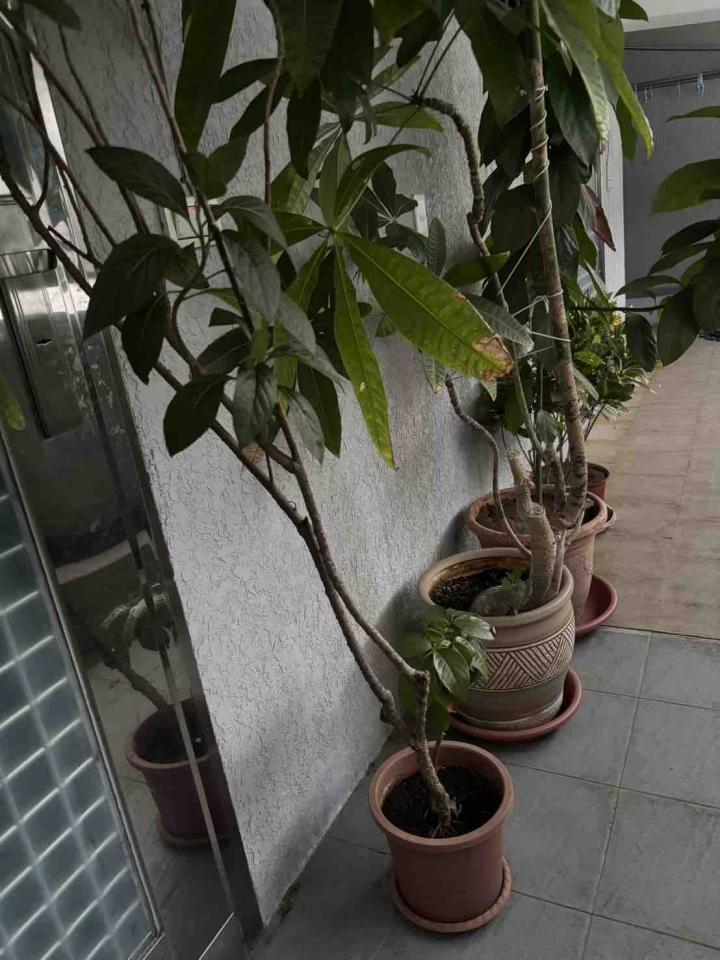 家具搬運案件圖片