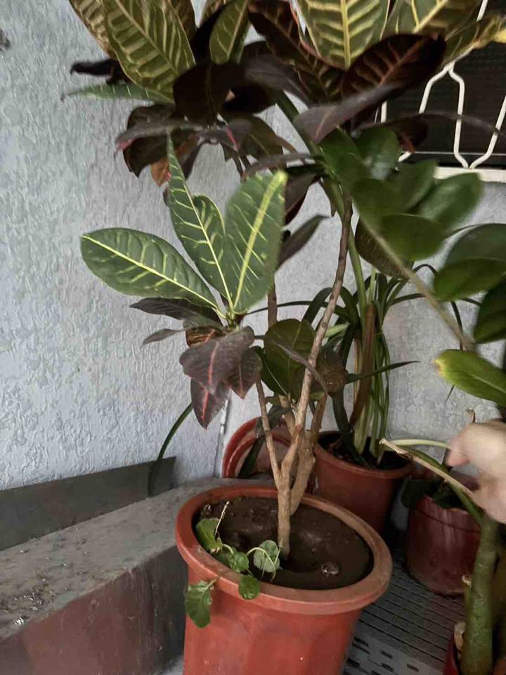 園藝設計案件圖片