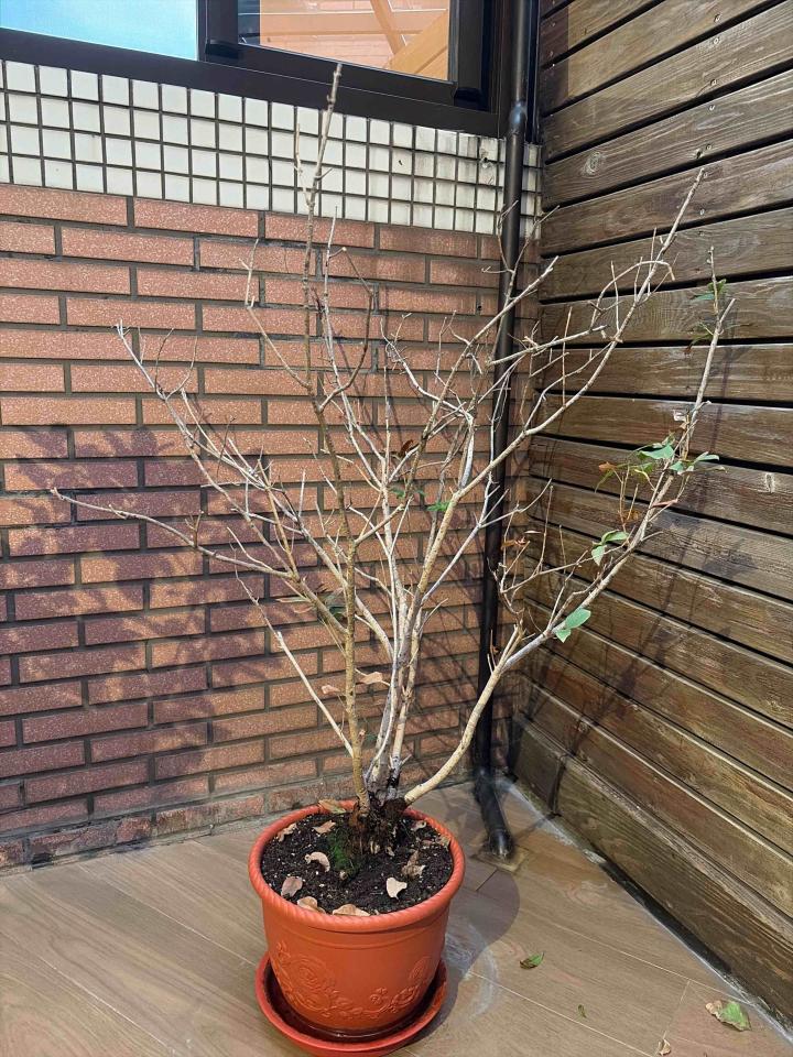 植物診療師案件圖片