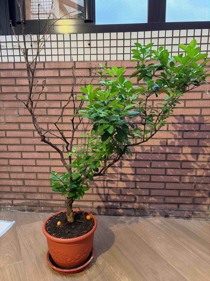植物診療師案件圖片