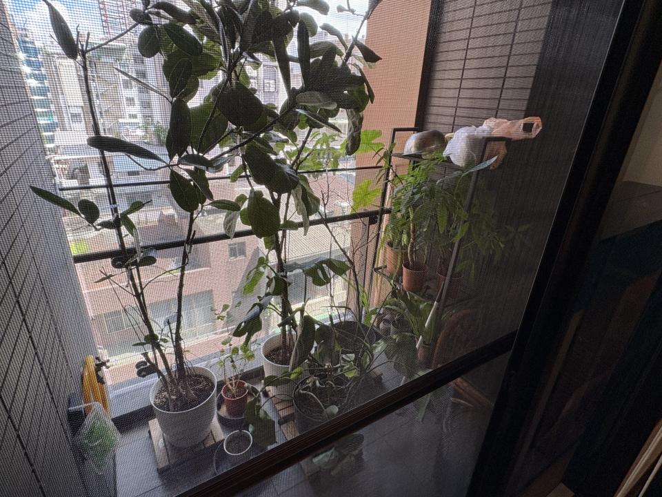 園藝維護案件圖片