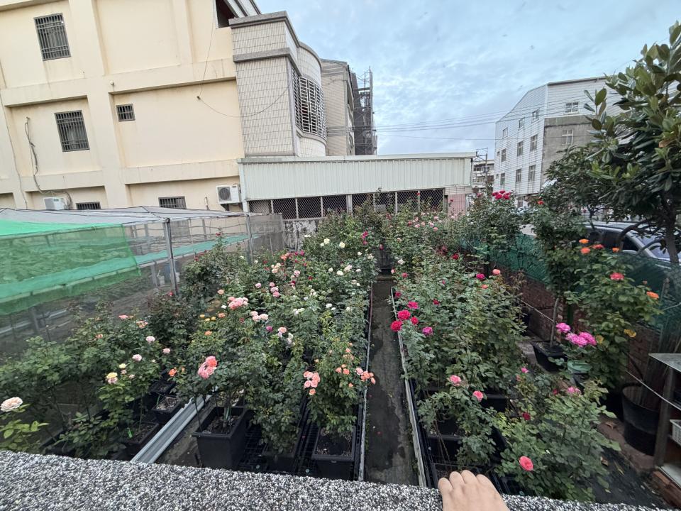 花園自動灑水系統案件圖片