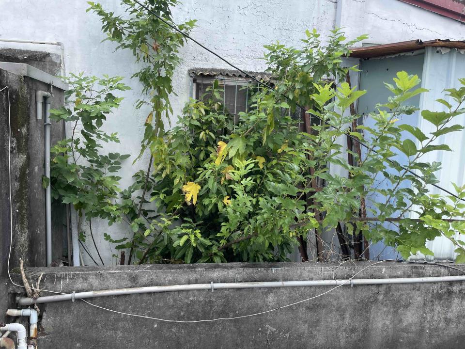 園藝維護案件圖片
