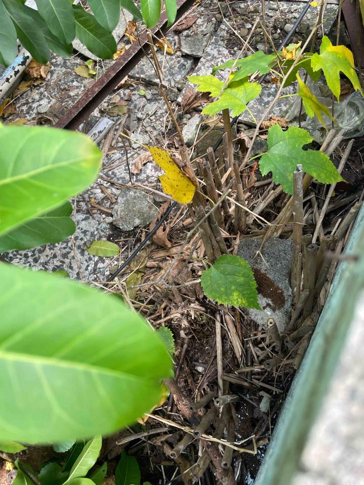 園藝維護案件圖片