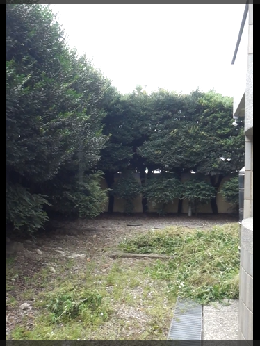 園藝維護案件圖片