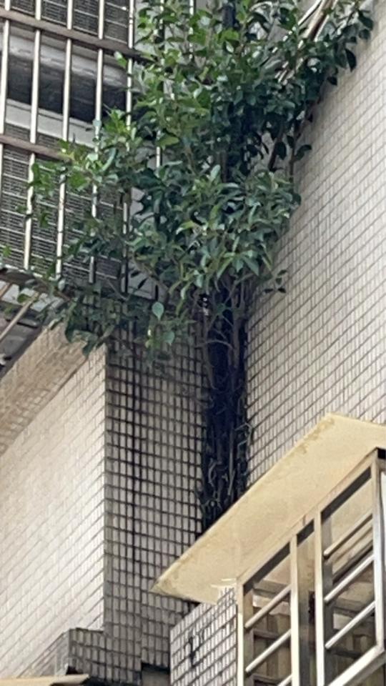 拆除工程案件圖片