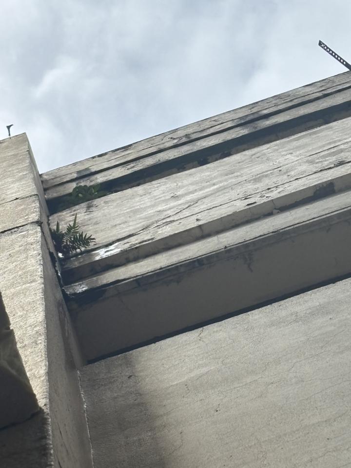 園藝維護案件圖片