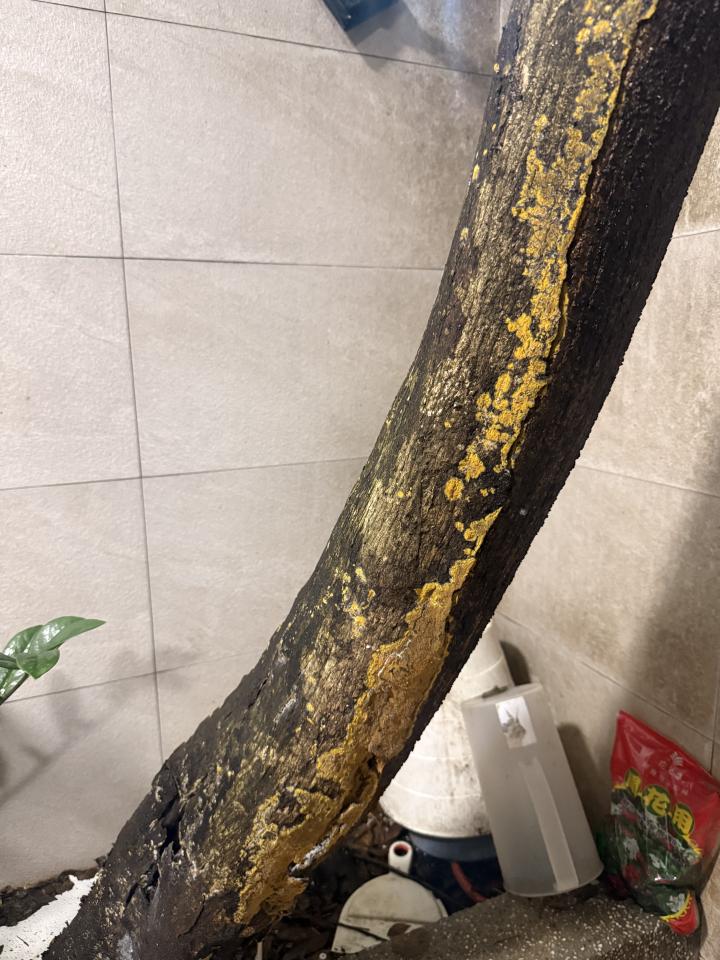 園藝維護案件圖片