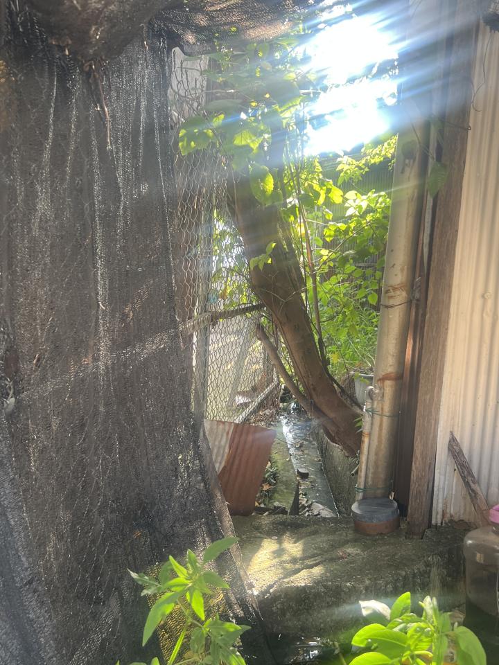 園藝維護案件圖片