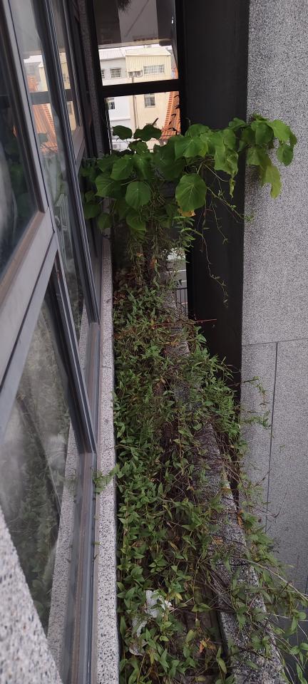 園藝維護案件圖片