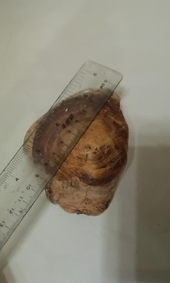 木頭雕刻代工案件圖片