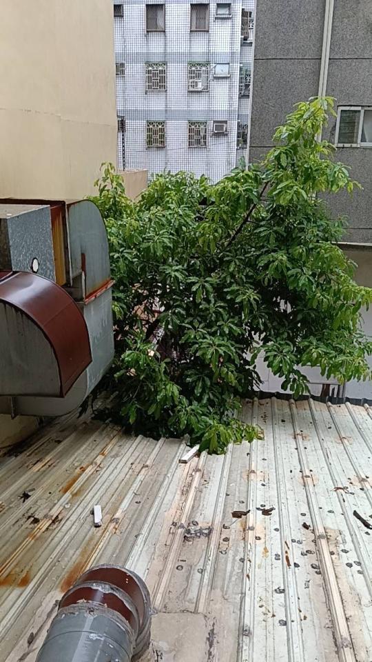 園藝維護案件圖片