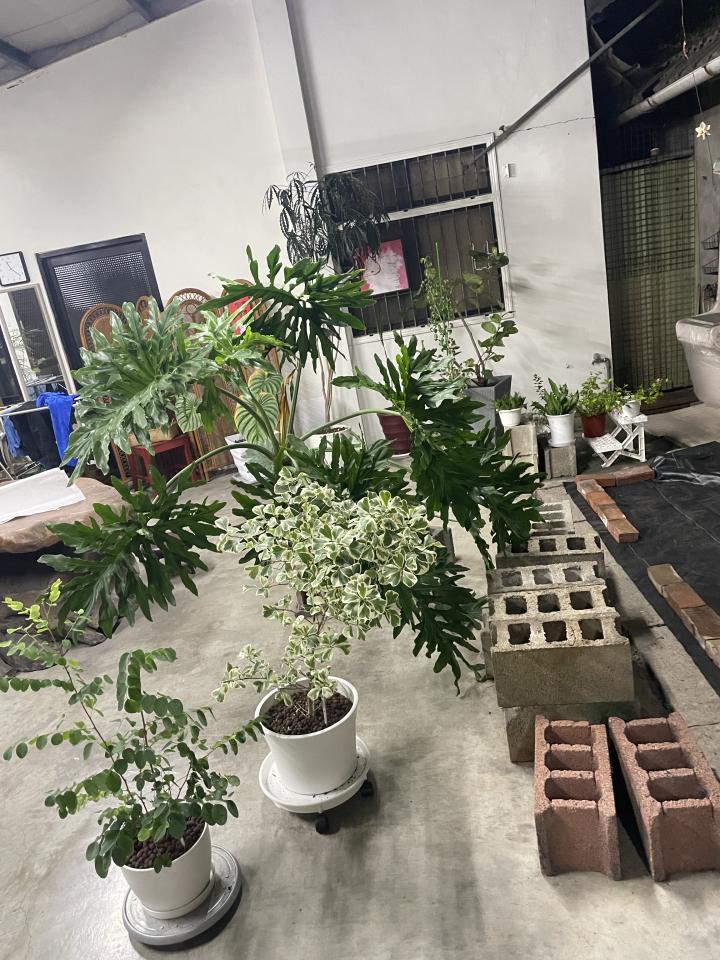 園藝維護案件圖片