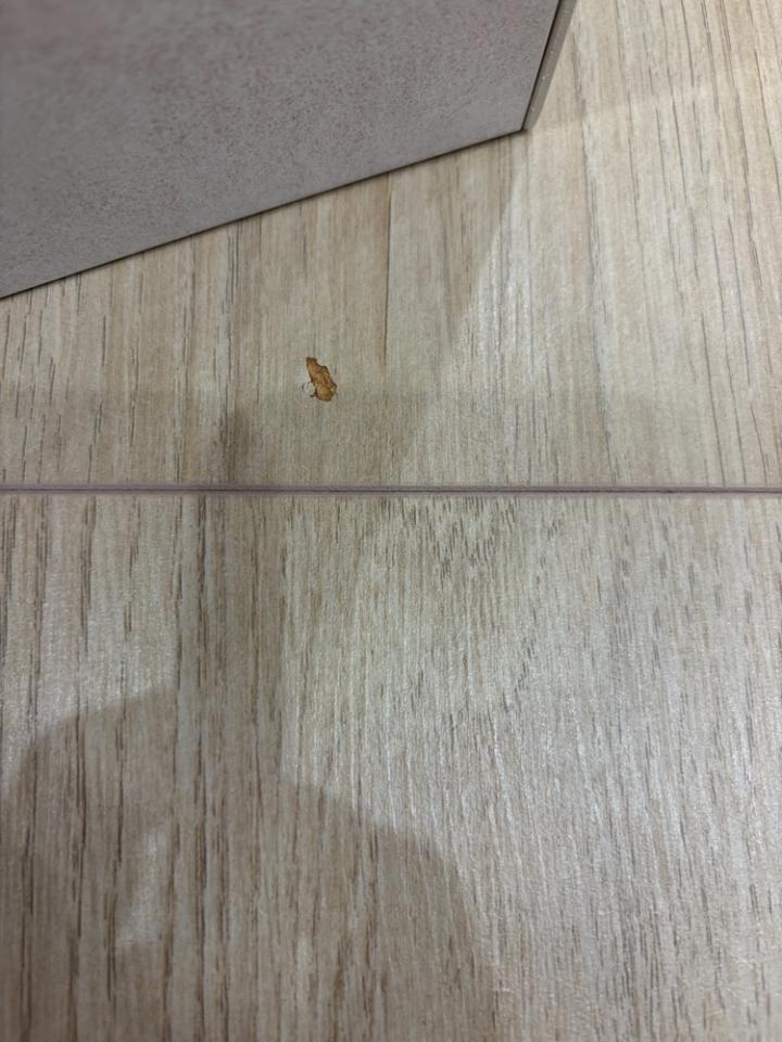 地板維修案件圖片