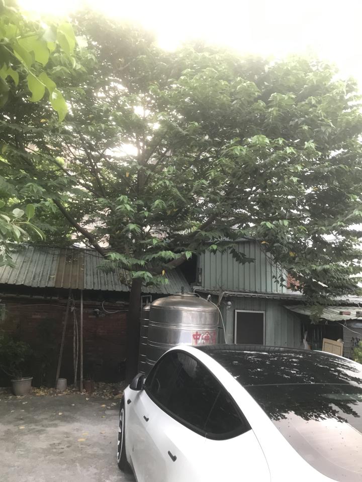 園藝維護案件圖片