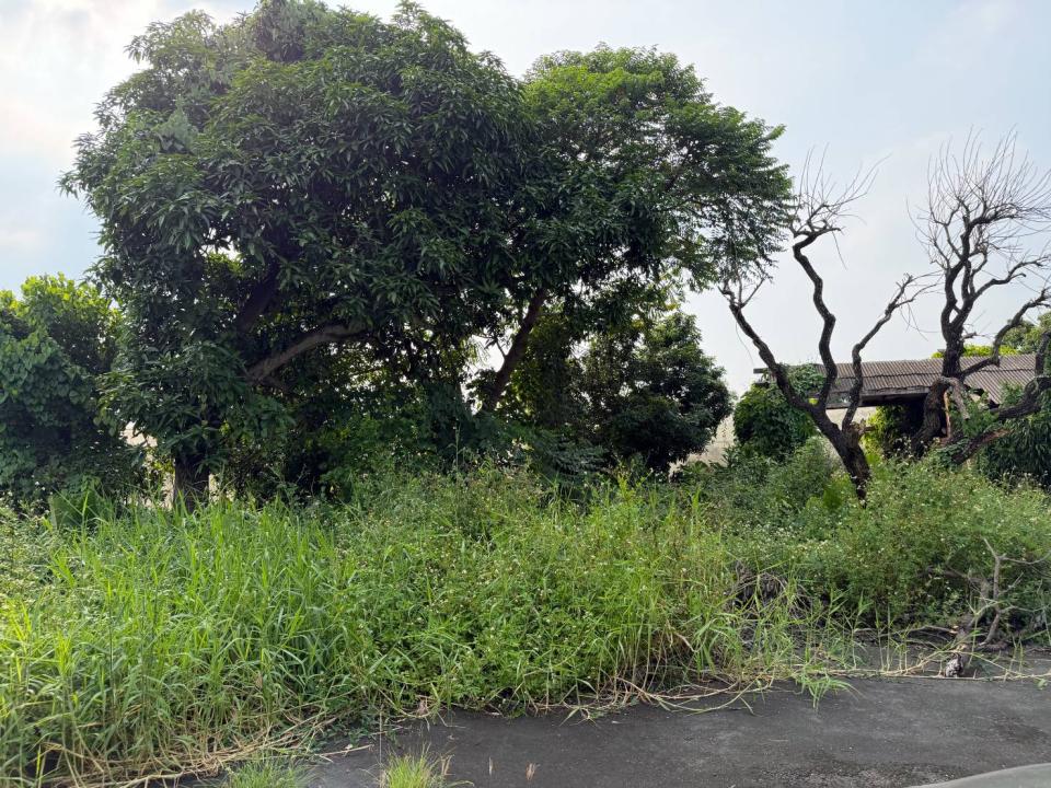 園藝維護案件圖片