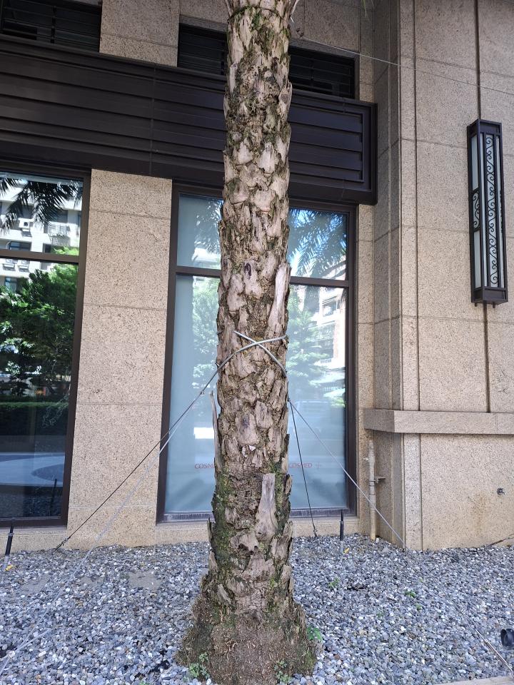 植物診療師案件圖片