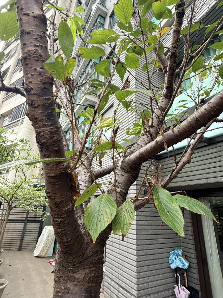 植物診療師案件圖片
