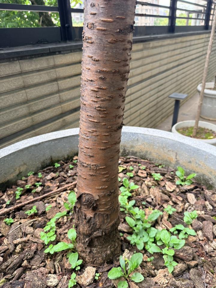 植物診療師案件圖片