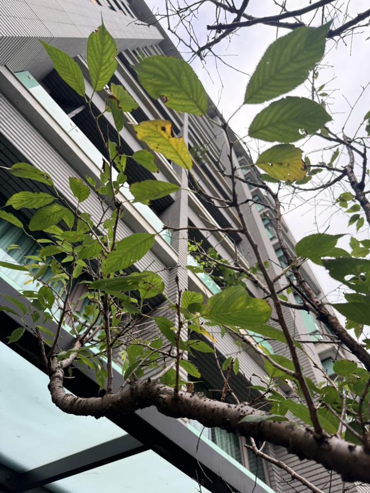 植物診療師案件圖片