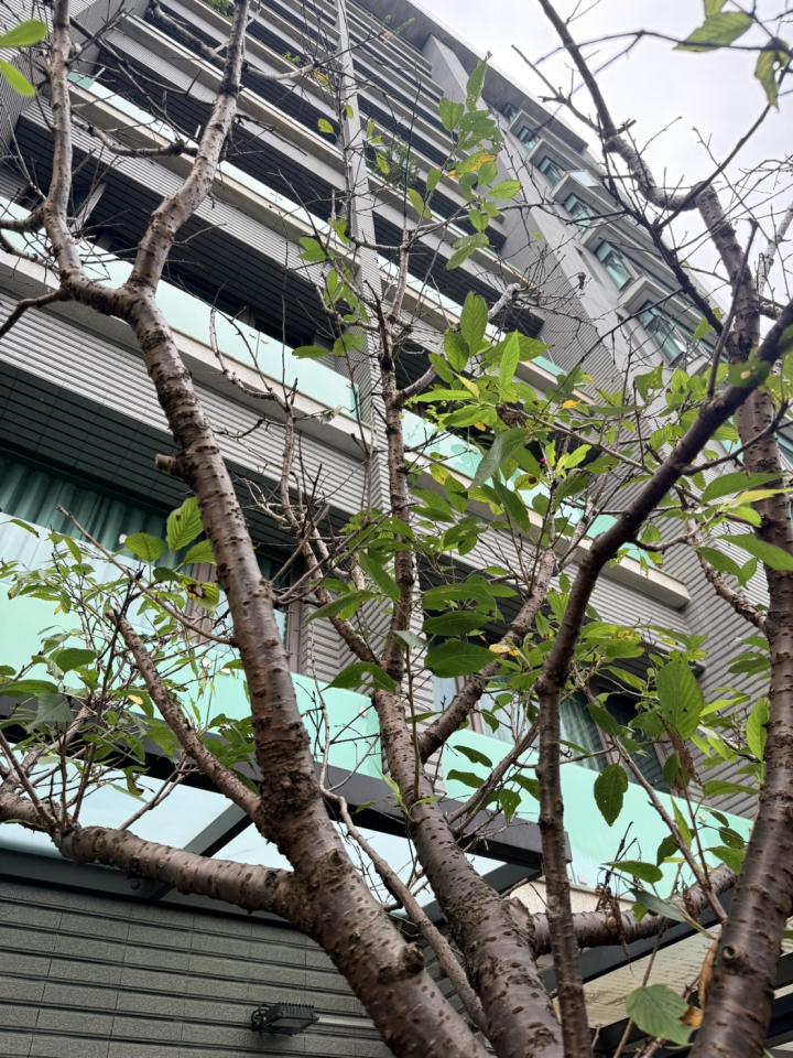 植物診療師案件圖片