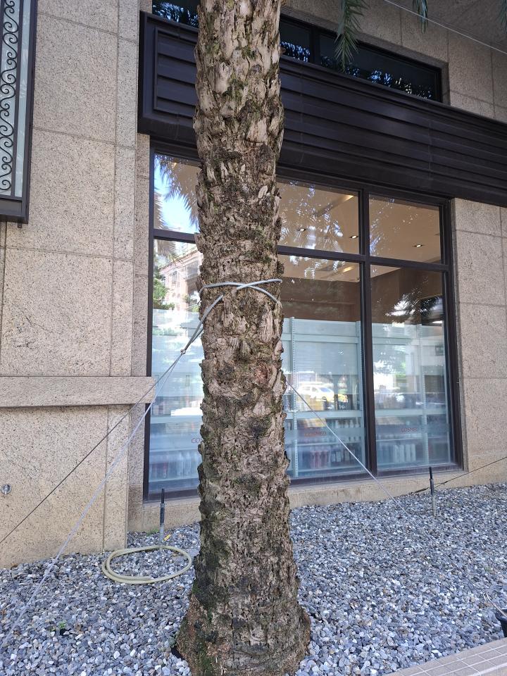 植物診療師案件圖片