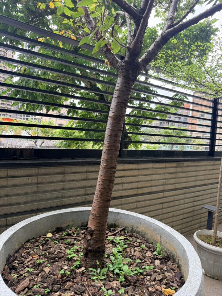植物診療師案件圖片