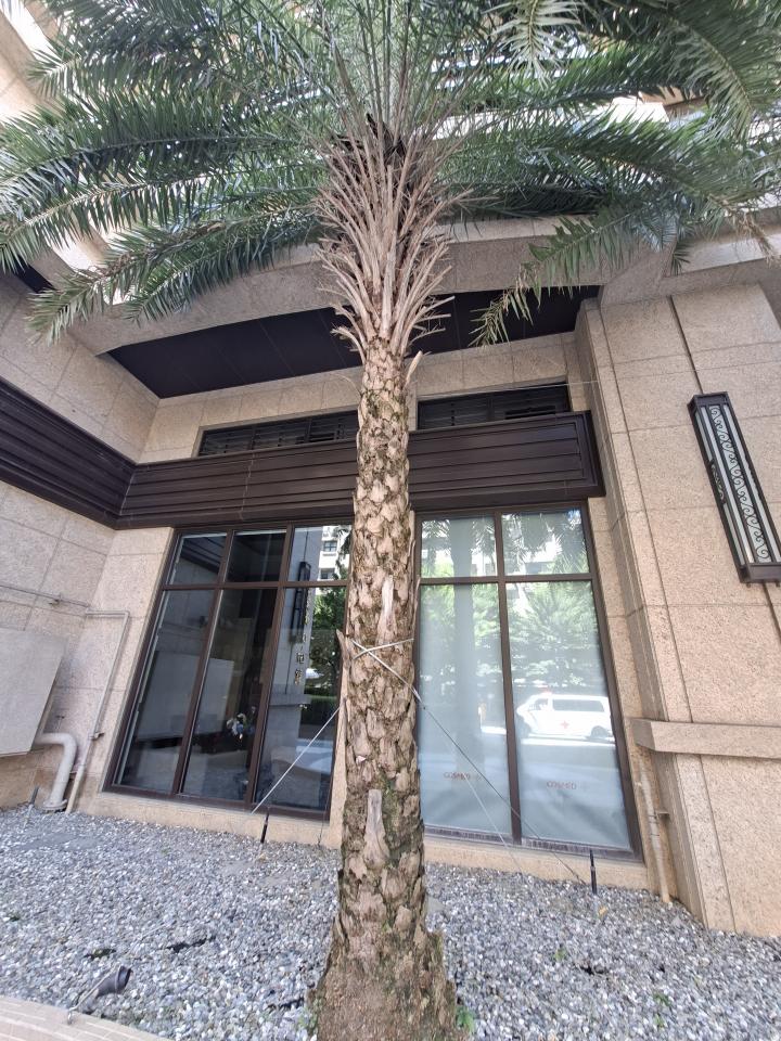 植物診療師案件圖片