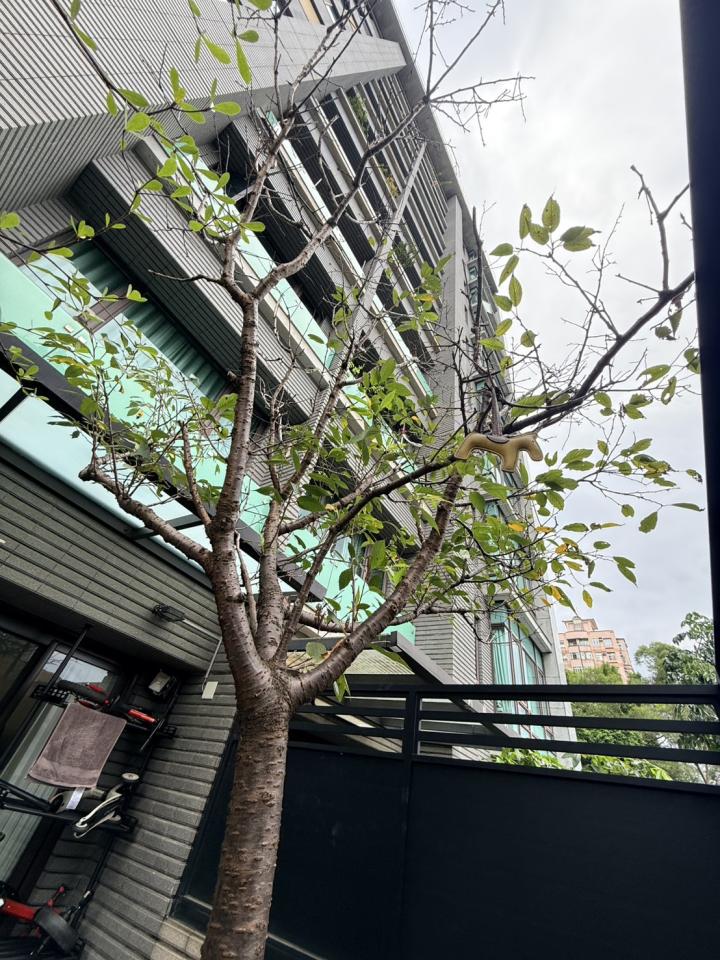 植物診療師案件圖片