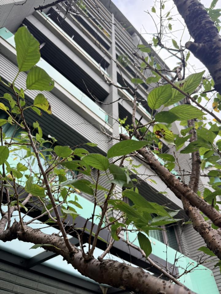 植物診療師案件圖片