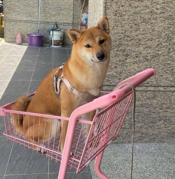 插畫案件圖片